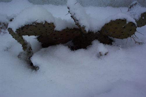 opuntia phaeacantha v.discata pod sniegiem